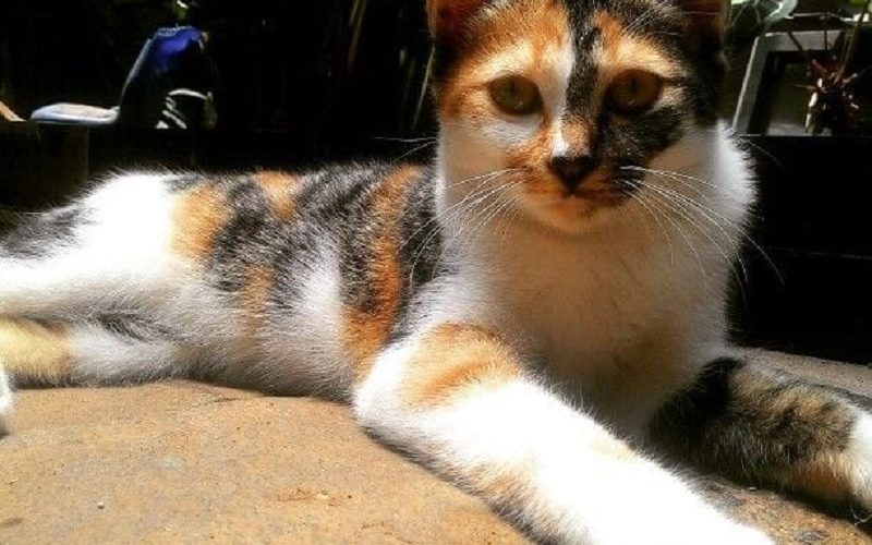 kucing datang ke rumah menurut Islam