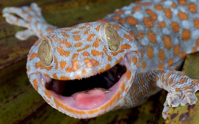 Mengusir Tokek di Rumah Menurut Islam